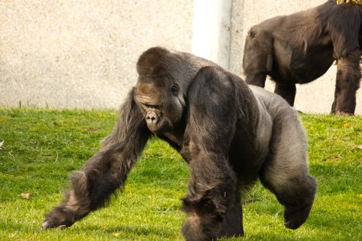 Zoo de Beauval
